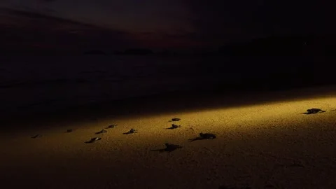 Artificial light guides baby turtles hatchlings toward the Pacific Ocean in Stock Footage 337221291