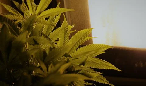 Artificial lighting in the process of growing hemp Stock Photos