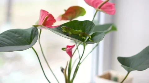 Artificial lizard sitting on anthurium flower Stock Footage 153781184