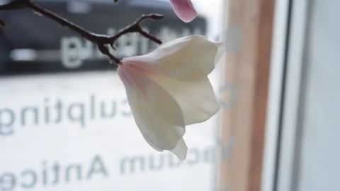 Artificial Magnolia tree Stock Footage 138481731