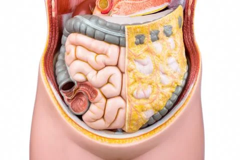 Artificial model of human bowels or intestines Stock Photos