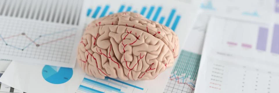 Artificial model of human brain lying on documents with graphs closeup Stock Photos