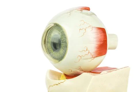 Artificial model of human eye Stock Photos