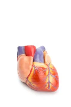 Artificial model of human heart on white Stockfoto's