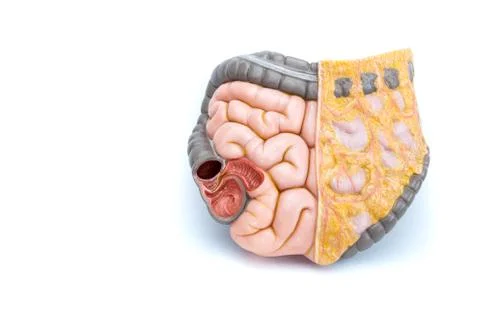Artificial model of human intestines Stockfoto's