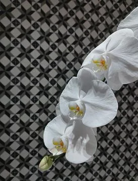 Artificial orchid on wall with geometric pattern Stock Photos