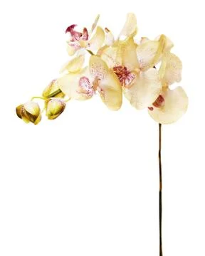 Artificial orchids isolated on white background. Stock Photos