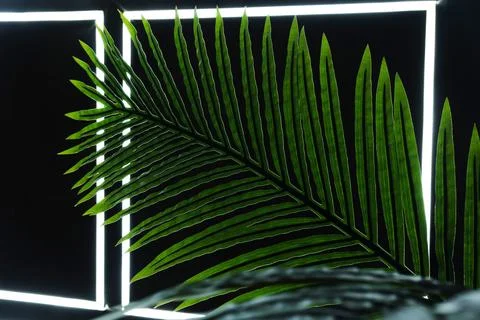 Artificial palm leaf on the background of a black wall with LEDs. Abstraction Photos