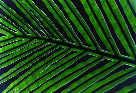 Artificial palm leaf on a black background. Abstraction. Stock Photos