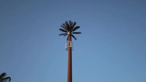 Artificial palm tree camouflages cell tower antennas under clear blue sky clever Stock Footage 310820794