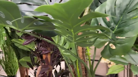 Artificial palm tree Large leaves of an artificial palm tree in the interior 库存影片 302492157