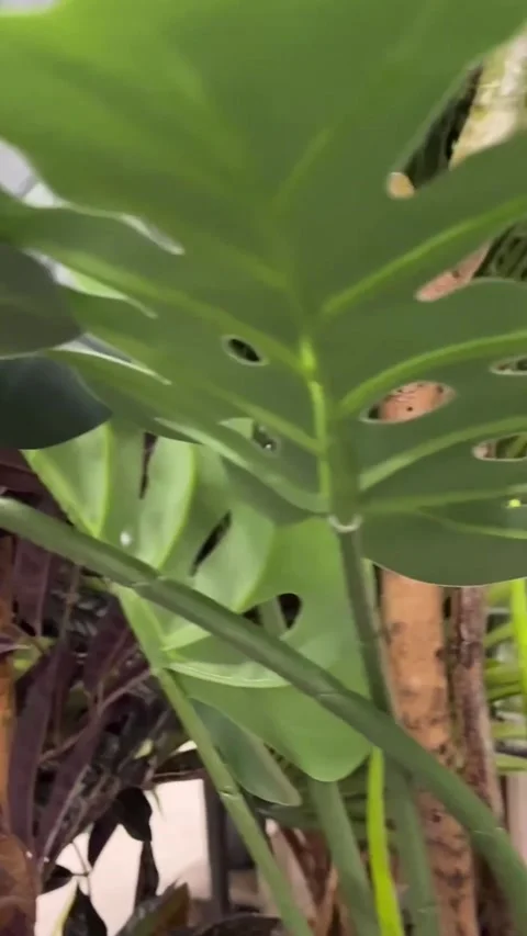 Artificial palm tree Large leaves of an artificial palm tree in the interior 库存影片 303489522