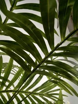 The artificial palm tree leaves Stock Photos