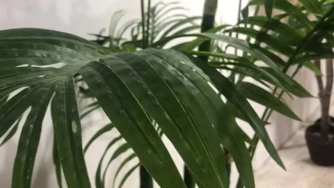 The artificial palm tree plant Video stock 223067192