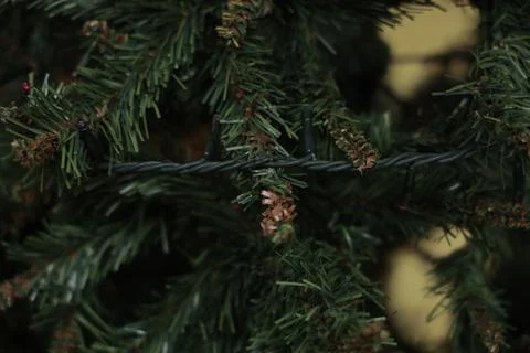 Artificial pine branches with holiday lights closeup Stock Photos
