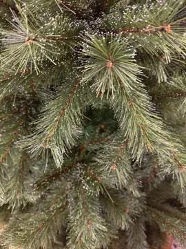 Artificial Pine Branches with White Dusting Stock Photos