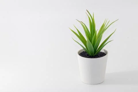 A artificial plant isolated on white background Stock Photos