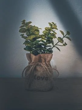 Artificial plant Stock Photos