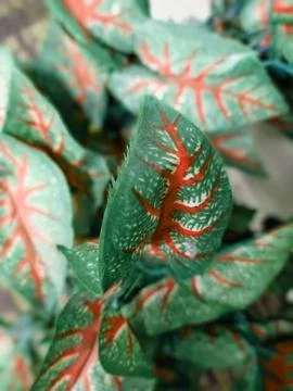 Artificial Plant Foto stock