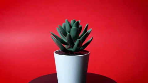 Artificial Plant on Red Background Closeup Stock Footage 307677659