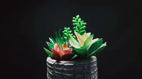 Artificial plant rotates on a black background 库存影片 152495205