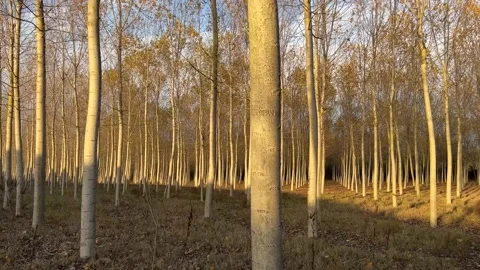 Artificial planting of poplar trees Stock Footage 227537720
