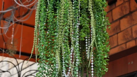 Artificial plants and pearl strings hanging as outdoor decoration on a sunny day Stock Footage 344698407