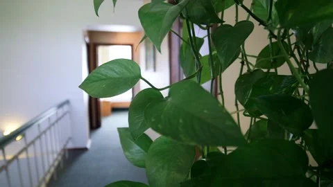Artificial Plants in Hotel Corridor Close-up. A Sense of Homeliness. Stock Footage 291323853