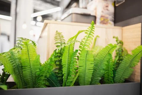 Artificial plants in a long floor planter, greenery in the interior Stock Photos