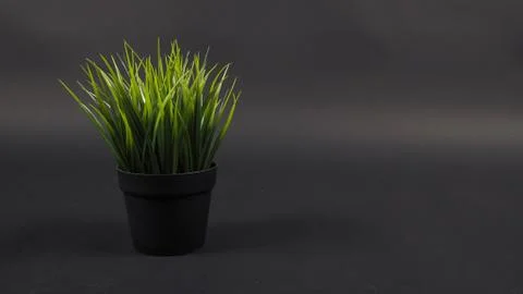 Artificial plants or plastic or fake tree on black background. Stock Photos