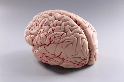 Artificial plastic model of human brain on gray background Stock Photos