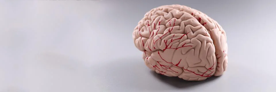 Artificial plastic model of human brain on gray background Stock Photos