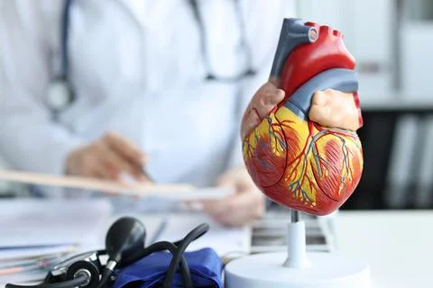 Artificial plastic model of human heart standing against background of Stock Photos