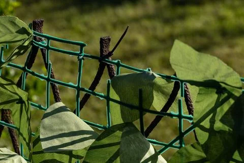 Artificial plastic panels imitating ivy leaves mounted on the fence between.. Stock Photos