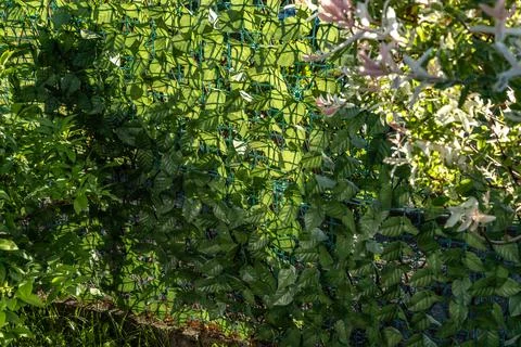 Artificial plastic panels imitating ivy leaves mounted on the fence between.. Stock Photos