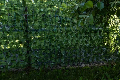 Artificial plastic panels imitating ivy leaves mounted on the fence between.. Stock Photos