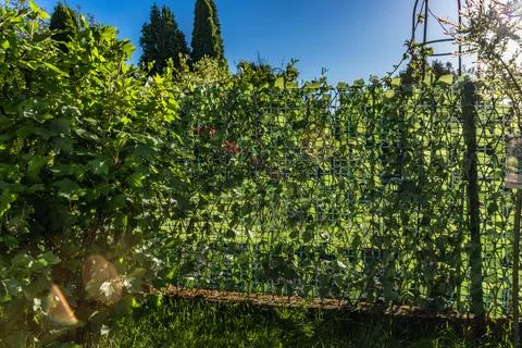 Artificial plastic panels imitating ivy leaves mounted on the fence between.. Stock Photos