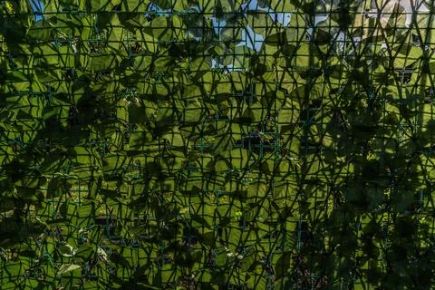 Artificial plastic panels imitating ivy leaves mounted on the fence between.. Stock Photos