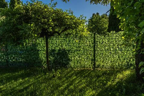Artificial plastic panels imitating ivy leaves mounted on the fence between.. Stock Photos