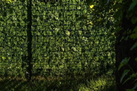 Artificial plastic panels imitating ivy leaves mounted on the fence between.. Stock Photos