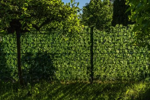 Artificial plastic panels imitating ivy leaves mounted on the fence between.. Stock Photos