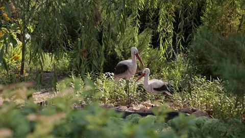 Artificial plastic stork birds installation. Adult grey heron feeding children Stock Footage 233399668