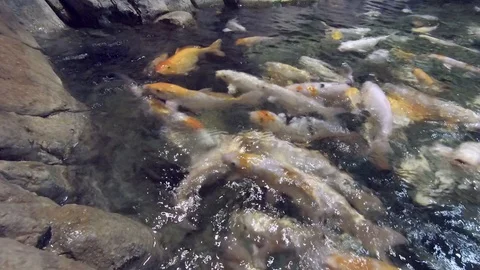 Artificial pond. Feed yellow fish. 스톡 동영상 119723295