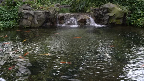 Artificial pond with fish and waterfall Video stock 91833792