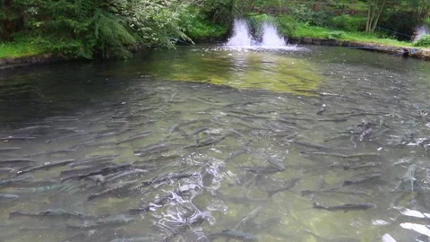 Artificial pond with fish on a trout farm Stock Footage 199114576
