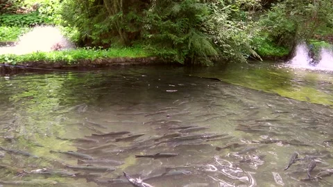 Artificial pond with fish on a trout farm Stock Footage 235587580