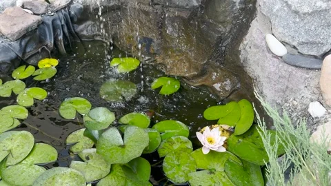 An artificial pond with flowers floating inside and a small waterfall Stock Footage 280498630
