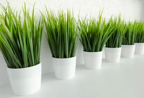 Artificial potted grass at an angle for the interior of the room Stock Photos