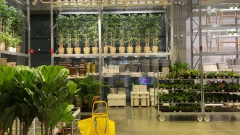Artificial potted plants at IKEA Store. Tilt up shot green tree on shelves Stock Footage 172351999
