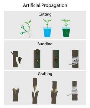 Artificial propagation of plant, Type of Vegetative Propagation Stock Illustration